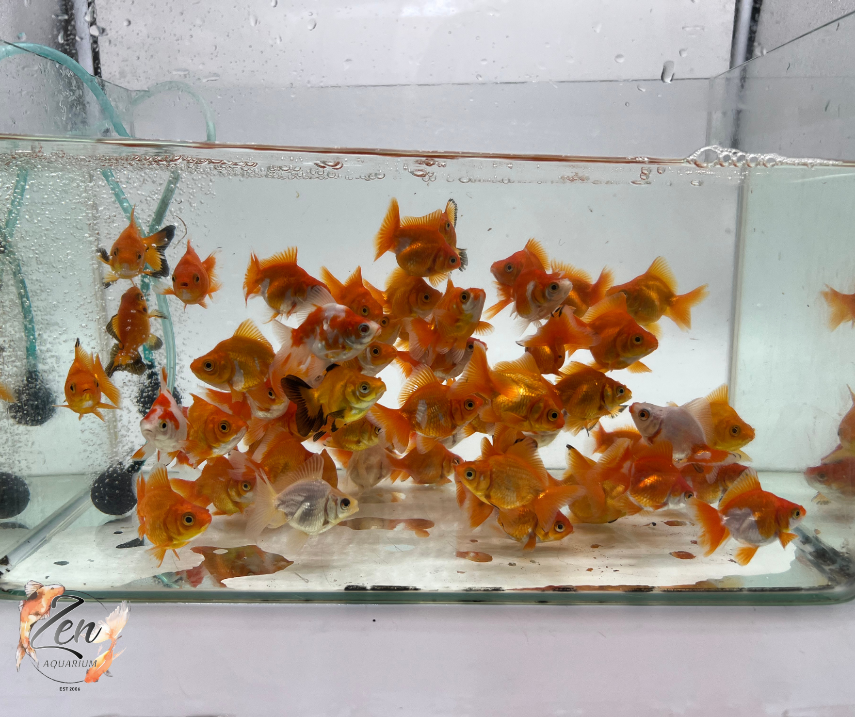 Ryukin ( 5 cm) – High Back Fancy Goldfish – Zen Aquarium AU