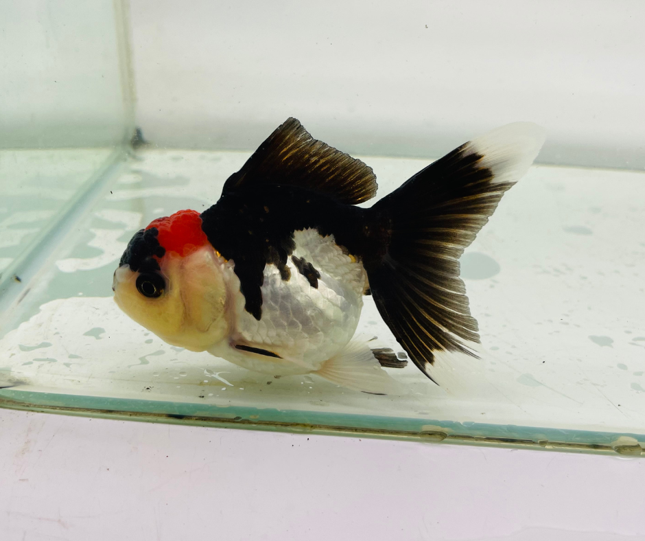 Tri Oranda Goldfish (9-10 cm)