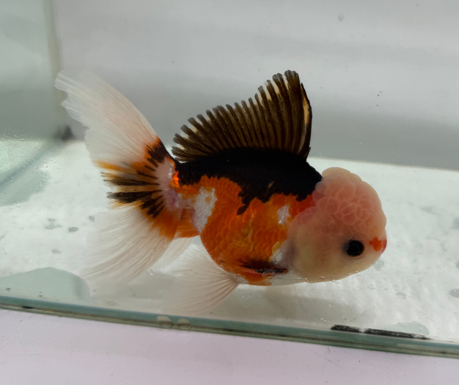 Tri Lemon Head Oranda Goldfish (10-11 cm)