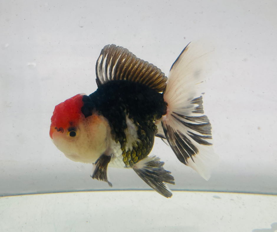 Tri Oranda Goldfish (9cm)
