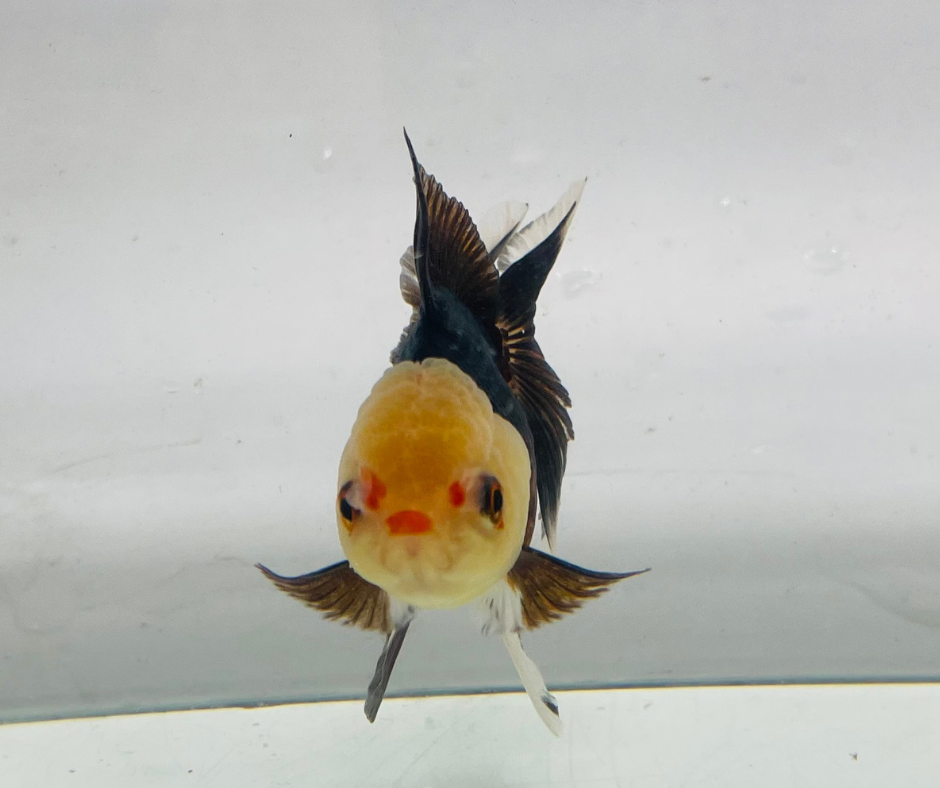 Tri Lemon Head Oranda Goldfish (8-9cm)