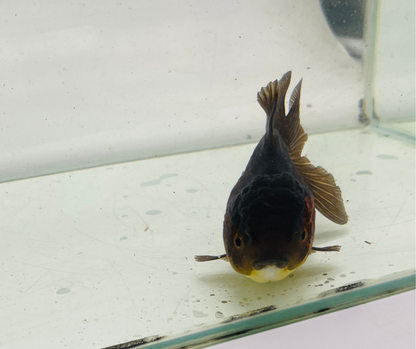 Black&Red Oranda Goldfish (10 cm)