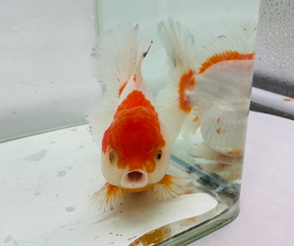 Rosetail Oranda Goldfish (12-13 cm)