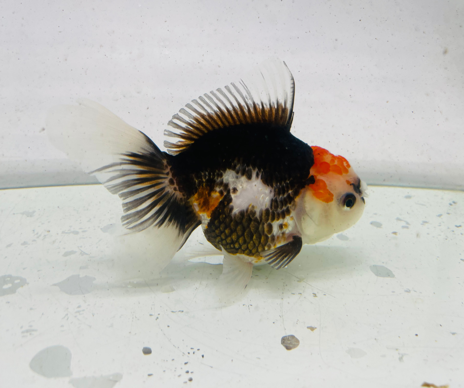 Tri Oranda Goldfish (11 cm)