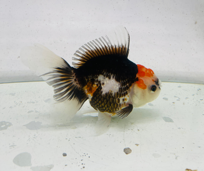 Tri Oranda Goldfish (11 cm)
