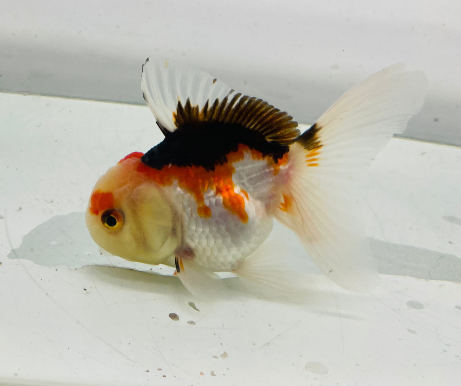 Tri Oranda Goldfish (8-9cm)