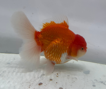 Rosetail Oranda Goldfish (12-13 cm)