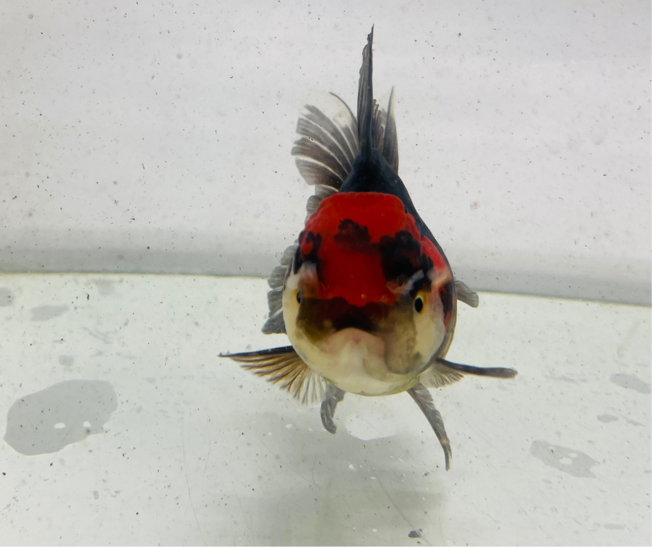 Tri Oranda Goldfish (10 cm)