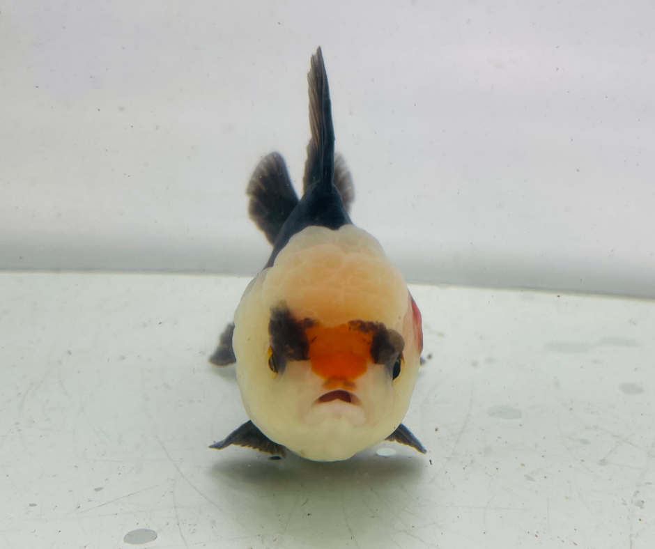 Tri Lemon Head Oranda Goldfish (10 cm)