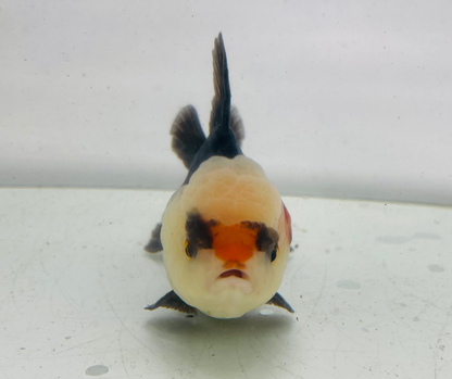 Tri Lemon Head Oranda Goldfish (10 cm)