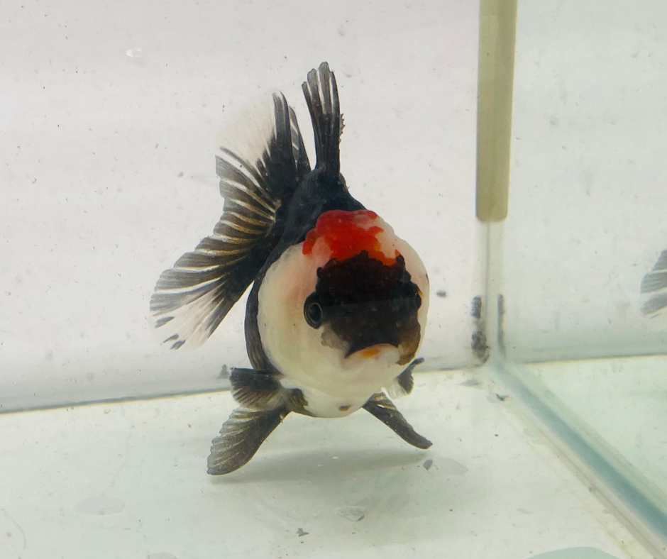 Tri Oranda Goldfish (9cm)