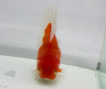 Rosetail Oranda Goldfish (12-13 cm)