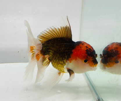 Tri Oranda Goldfish (10-11 cm)