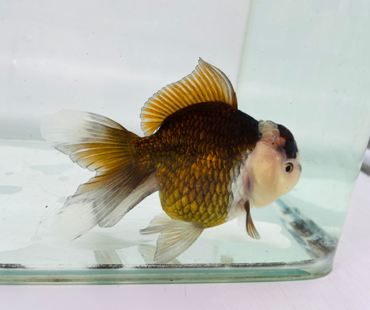 Panda Oranda Goldfish (10-11 cm)