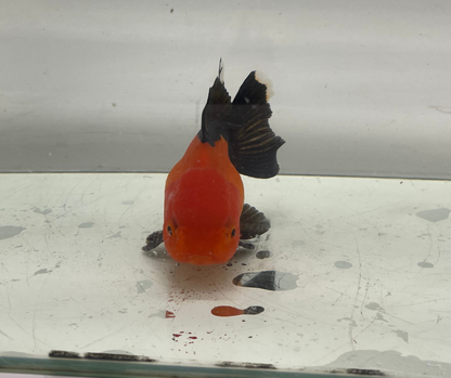 Red&Black Oranda Goldfish (10-11 cm)
