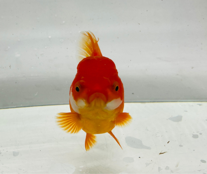 Rosetail Oranda Goldfish (12-13 cm)