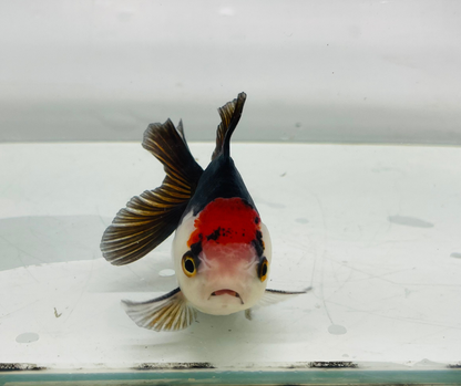 Tri Oranda Goldfish (8-9cm)