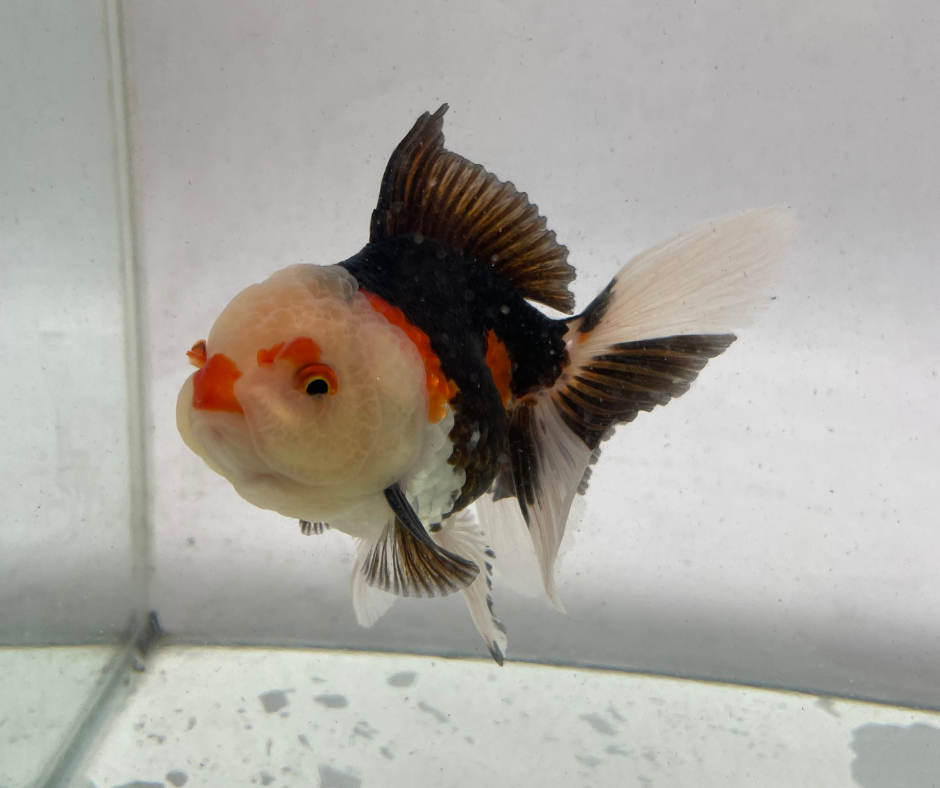 Lemon Head Tri Oranda Goldfish (10-11 cm) - Zen Aquarium AU