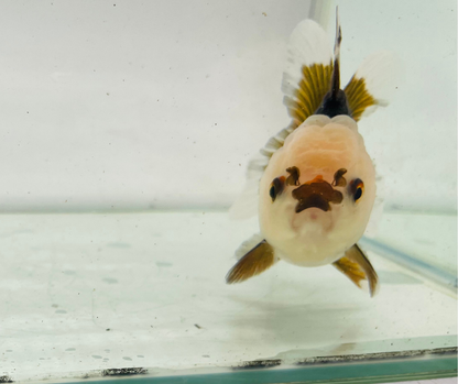 Tri Lemon Head Oranda Goldfish (10 cm)
