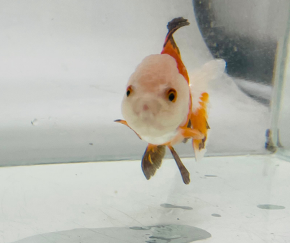 Tri Lemon Head Oranda Goldfish (8-9cm)