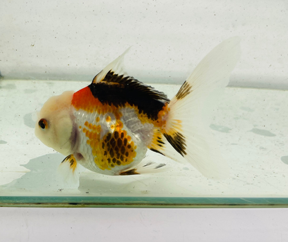 Tri Lemon Head Oranda Goldfish (9cm)