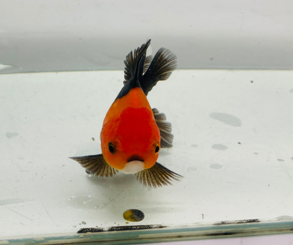 Black&Red Oranda Goldfish (8-9cm)