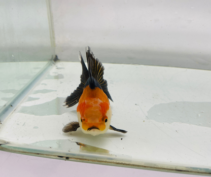 Tri Oranda Goldfish (8-9cm)