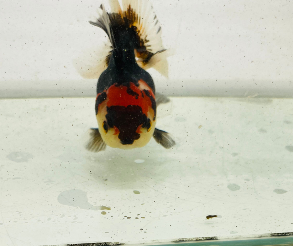 Tri Oranda Goldfish (9-10 cm)