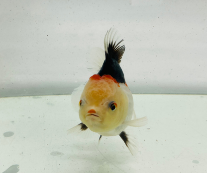 Tri Oranda Goldfish (10 cm)