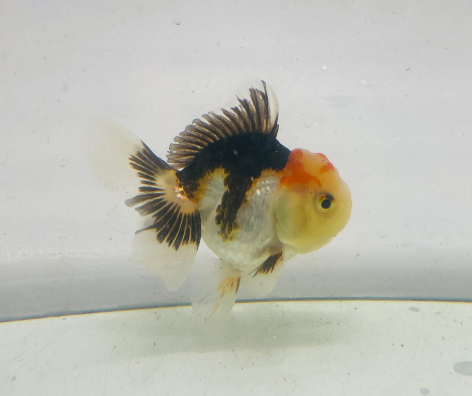 Tri Lemon Head Oranda Goldfish (9cm)