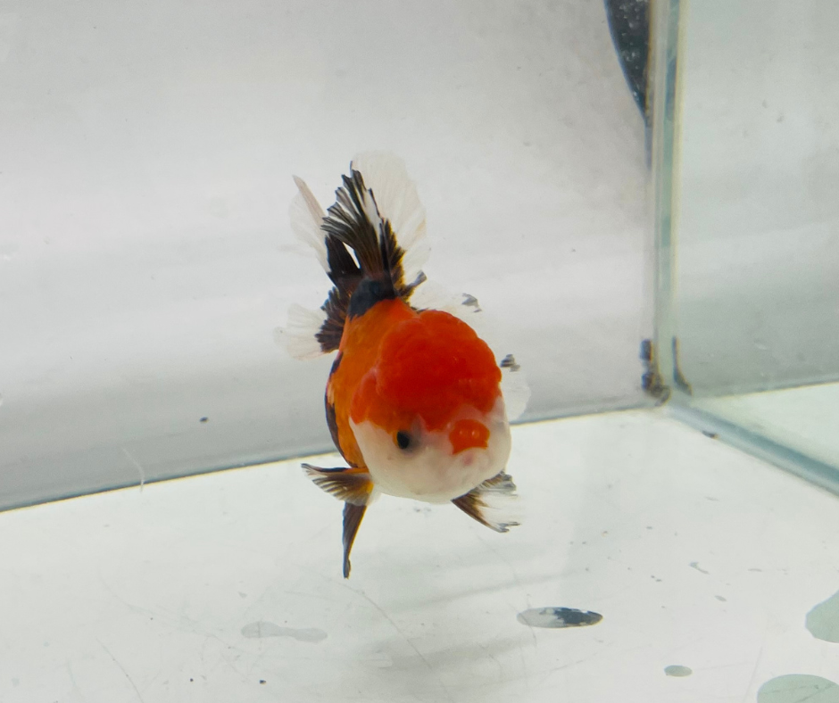 Tri Oranda Goldfish (8-9cm)