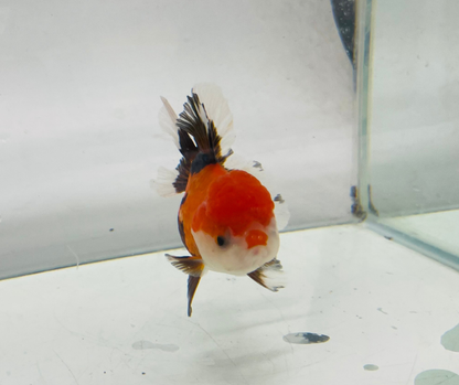 Tri Oranda Goldfish (8-9cm)