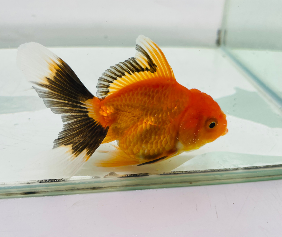 Tri Oranda Goldfish (8-9cm)