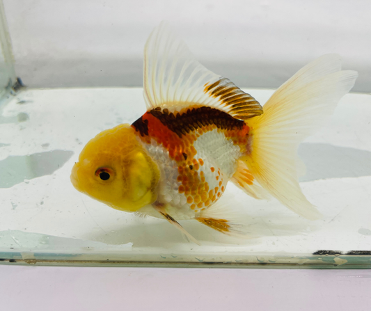 Tri Lemon Head Oranda Goldfish (8-9cm)