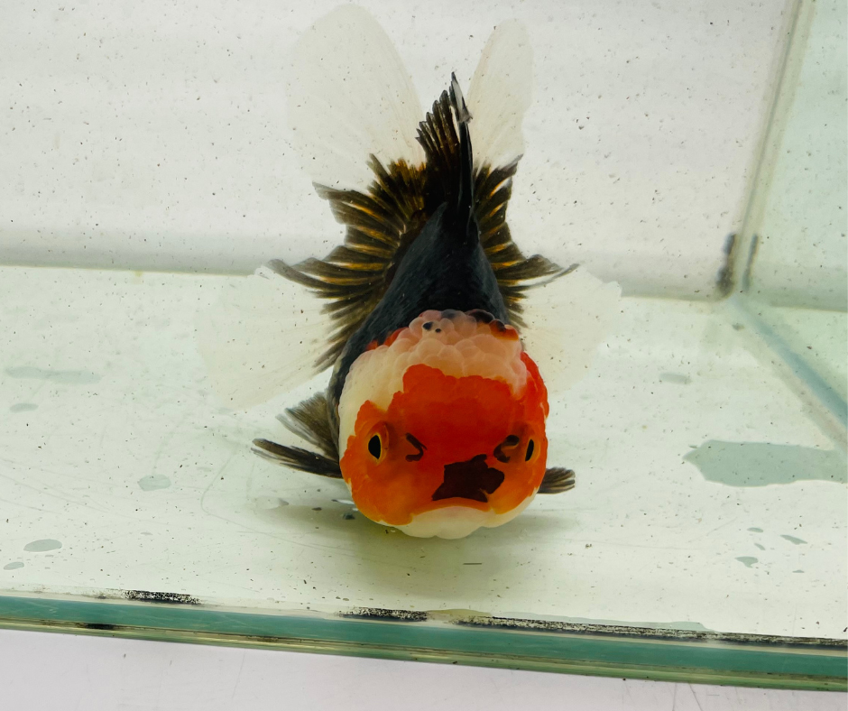 Tri Oranda Goldfish (11 cm)