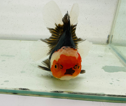 Tri Oranda Goldfish (11 cm)