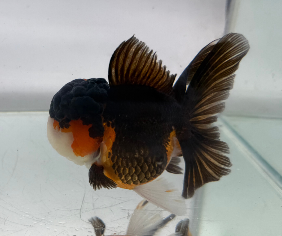 Tri Oranda Goldfish (10-11 cm)