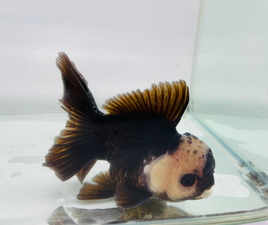 Panda Lemon Head Oranda Goldfish (10-11 cm)