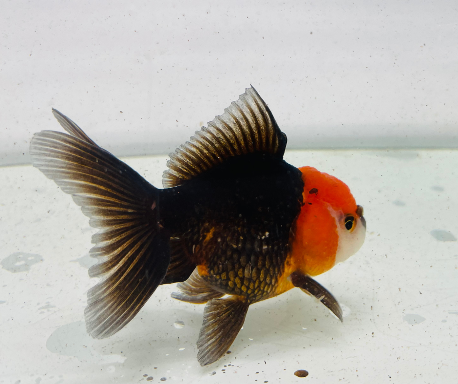 Tri Oranda Goldfish (9cm)