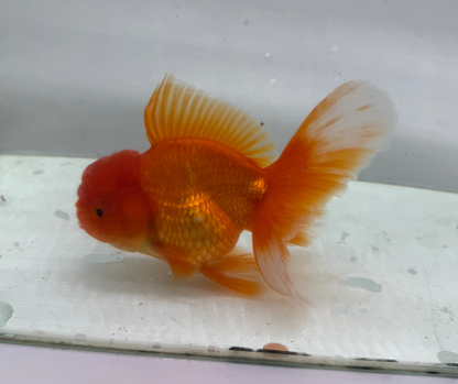Rosetail Oranda Goldfish (12-13 cm)