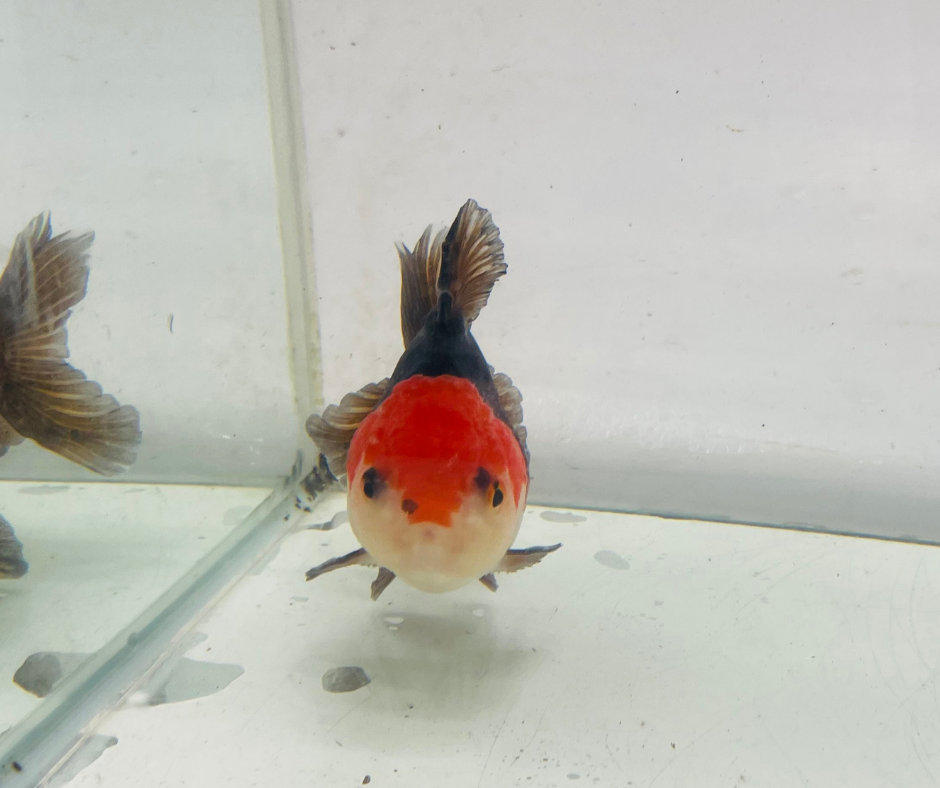 Tri Oranda Goldfish (9-10 cm)