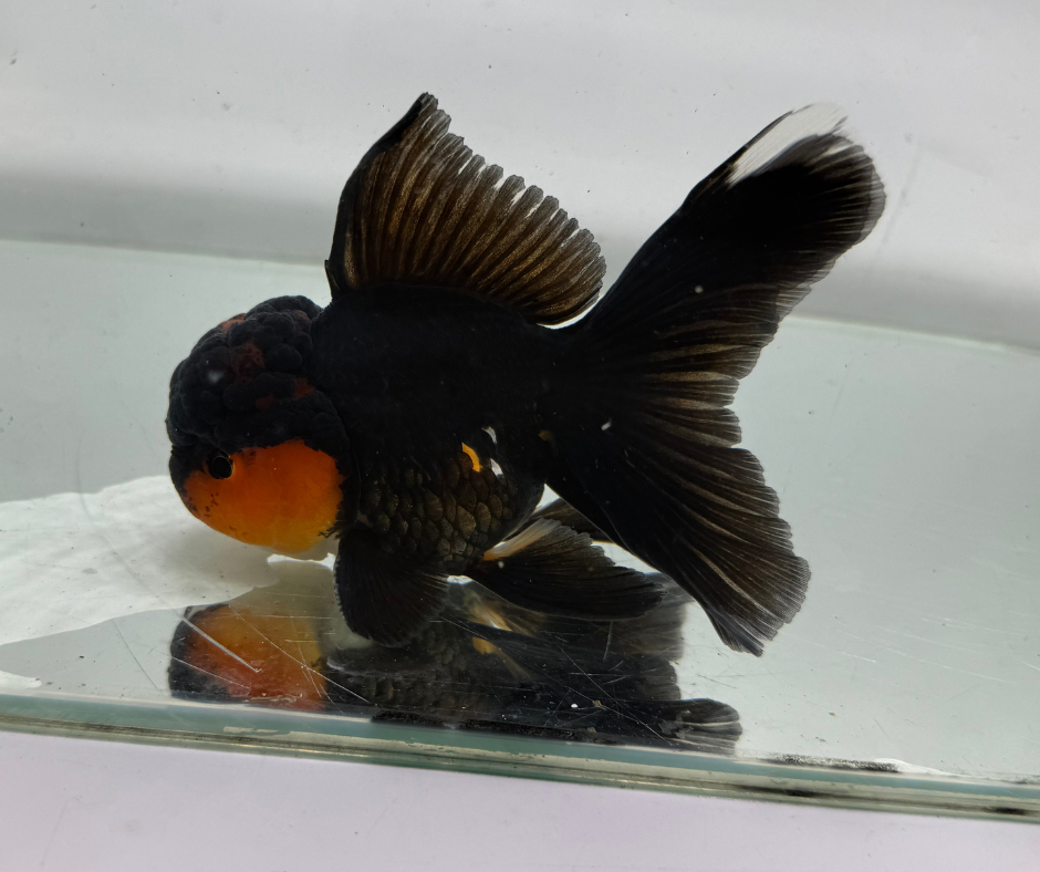 Black&Red Oranda Goldfish (10-11 cm)