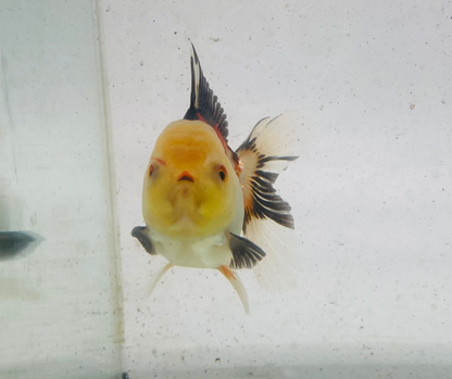 Tri Lemon Head Oranda Goldfish (9 cm)