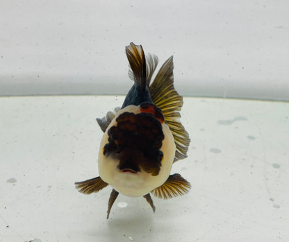 Tri Oranda Goldfish (9-10 cm)