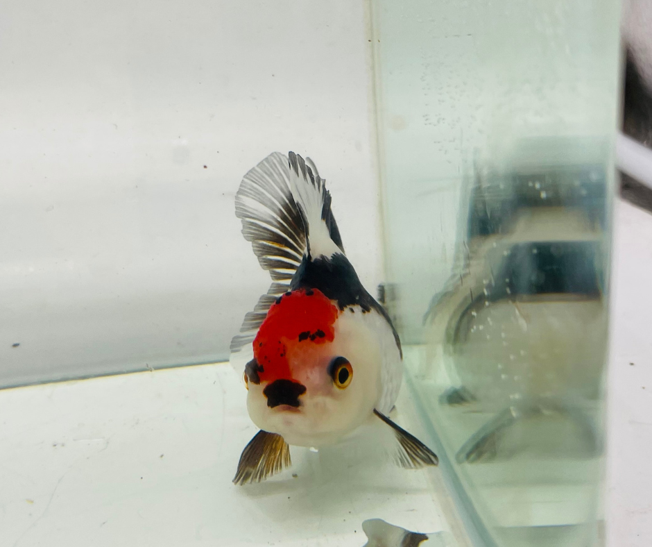 Tri Oranda Goldfish (8-9cm)