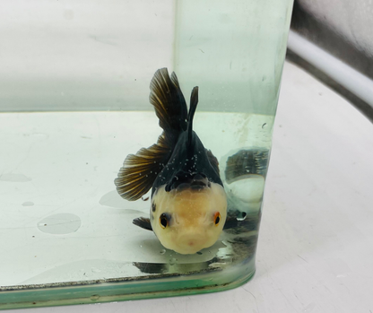 Black Panda Lemon Head Oranda Goldfish (8-9cm)
