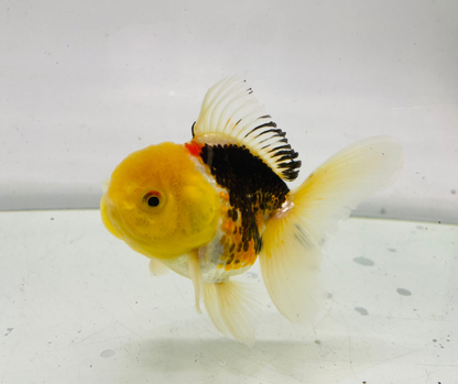 Tri Lemon Head Oranda Goldfish (9-10 cm)