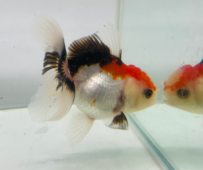 Tri Oranda Goldfish (8-9cm)