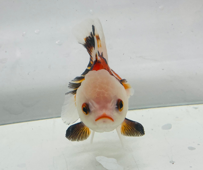 Tri Lemon Head Oranda Goldfish (10-11 cm)