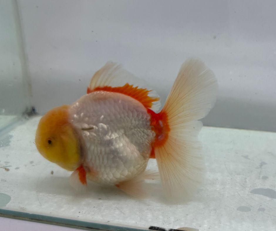 Rosetail Oranda Goldfish (12-13 cm)